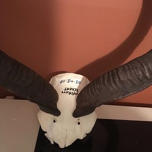 Kudu European Skull Mount Taxidermy