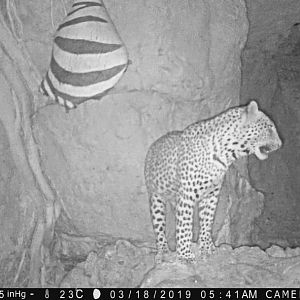 Leopard Trail Cam Pictures Namibia