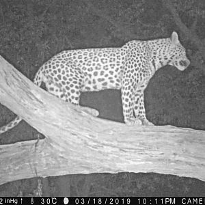 Trail Cam Pictures of Leopard in Namibia