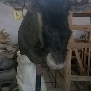 Blue Wildebeest Shoulder Mount Taxidermy Process