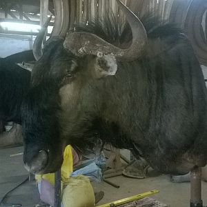 Blue Wildebeest Shoulder Mount Taxidermy Process