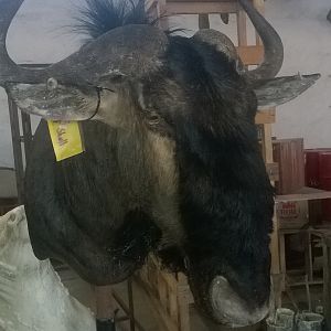 Blue Wildebeest Shoulder Mount Taxidermy Process