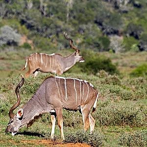 Hunting the Coastal Concession with LJ Safaris