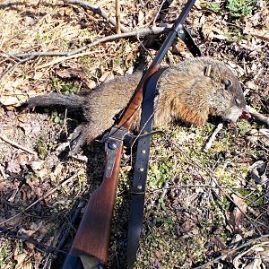 Groundhog Hunt USA