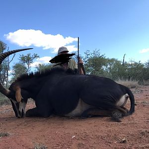 South Africa Hunt SCI Gold Sable Antelope