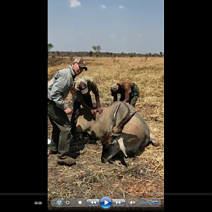 Hunting Eland with Bullet Safaris in Tanzania