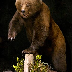 Grizzly Sow Life-size Mount Taxidermy