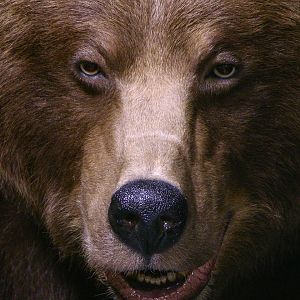 Grizzly Sow Life-size Mount Taxidermy