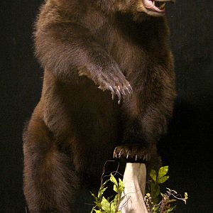 Grizzly Sow Life-size Mount Taxidermy