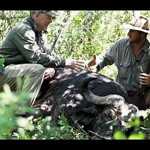 Namibia Hunting Cape Buffalo