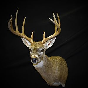 Whitetail Deer Shoulder Mount Taxidermy