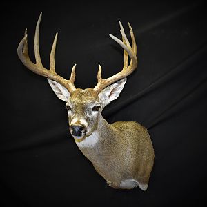 Whitetail Deer Shoulder Mount Taxidermy