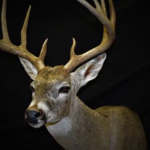 Whitetail Deer Shoulder Mount Taxidermy