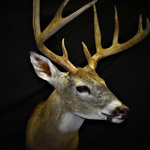 Whitetail Deer Shoulder Mount Taxidermy