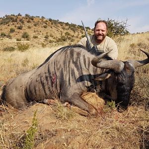 Blue Wildebeest Hunting South Africa