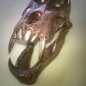 Bronzed Baboon Skull Mount Taxidermy