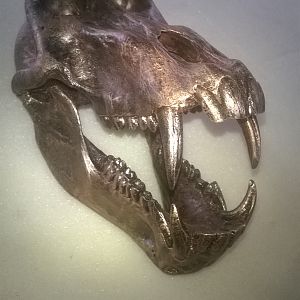 Bronzed Baboon Skull Mount Taxidermy