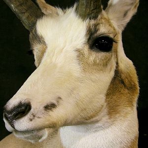 Piebald Pronghorn Shoulder Mount Taxidermy