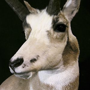 Piebald Pronghorn Shoulder Mount Taxidermy