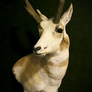 Piebald Pronghorn Shoulder Mount Taxidermy