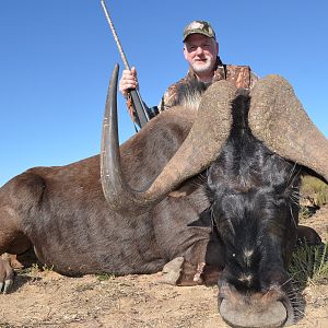 Black Wildebeest Hunt South Africa