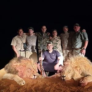 South Africa Hunting Lion