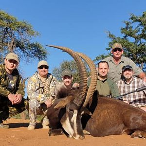 South Africa Hunt Sable Antelope