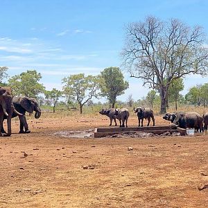 Elephant & Cape Buffalo in Mozambique