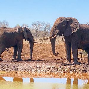 Elephant in Mozambique