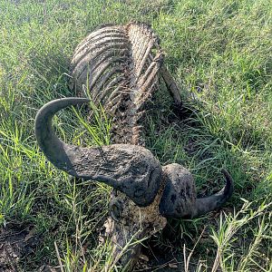 Old Buffalo bull killed by a pride of lions