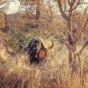 Cape Buffalo in Mozmbique