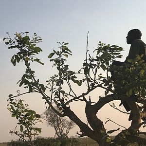 Hunt in Caprivi Namibia