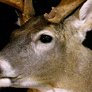 Whitetail Deer Shoulder Mount Taxidermy