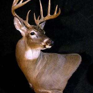 Whitetail Deer Shoulder Mount Taxidermy