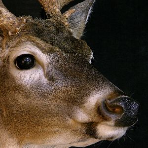 Whitetail Deer Shoulder Mount Taxidermy