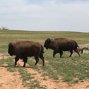 Bison in Texas USA