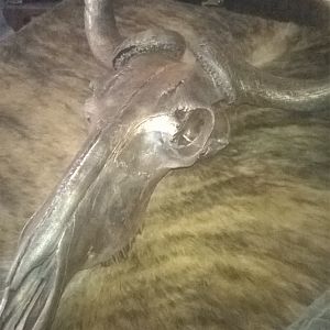 Bronzed Blue Wildebeest Skull Mount Taxidermy