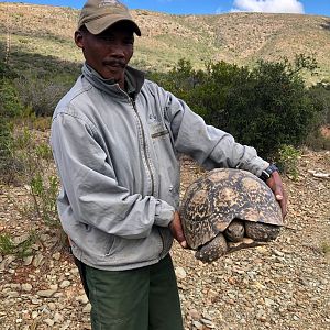 Leopard Tortoise Karoo South Africa