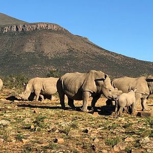 White Rhino Karoo South Africa