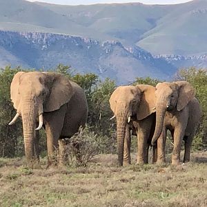 Elephant in the Karoo South Africa