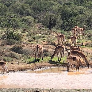 Lechwe Karoo South Africa