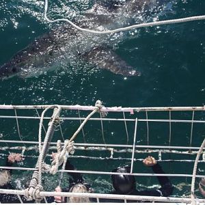 Shark Cage Diving