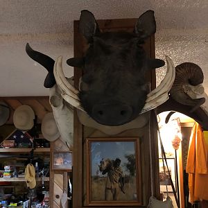 Warthog Shoulder Mount Taxidermy