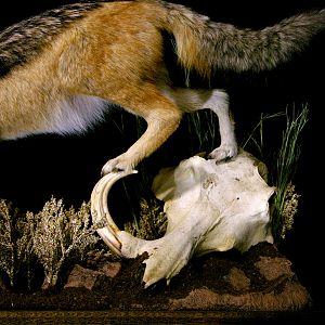 Jackal Full Mount Mount Taxidermy