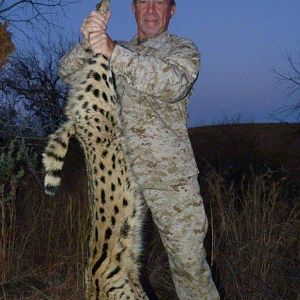 South Africa Hunt Serval Cat