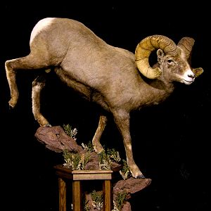 Boone & Crockett Bighorn Sheep Full Taxidermy Mount