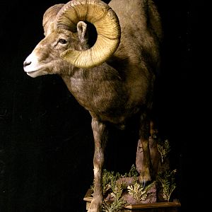 Boone & Crockett Bighorn Sheep Full Taxidermy Mount