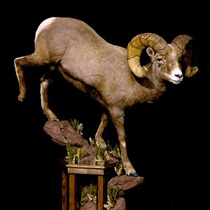 Boone & Crockett Bighorn Sheep Full Taxidermy Mount