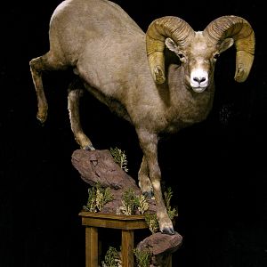 Boone & Crockett Bighorn Sheep Full Taxidermy Mount