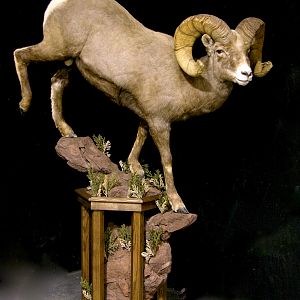 Boone & Crockett Bighorn Sheep Full Taxidermy Mount